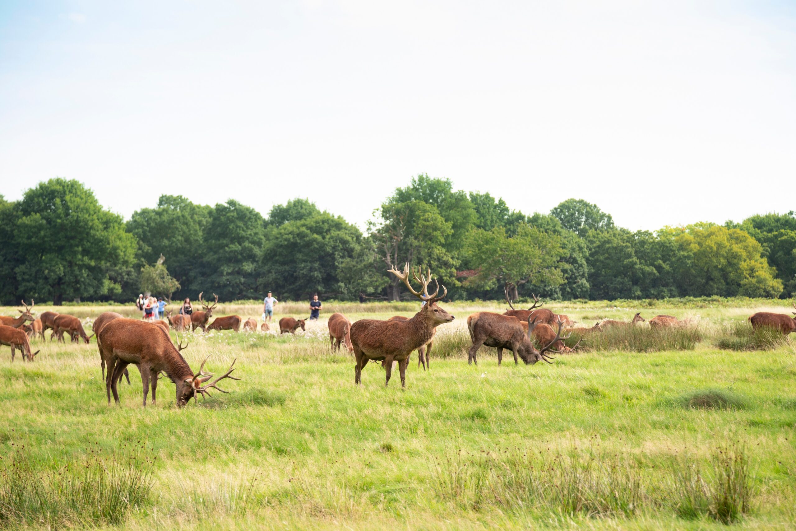 Red deer grazing in Bushy Park near Hampton Court in London, historic royal park landscape