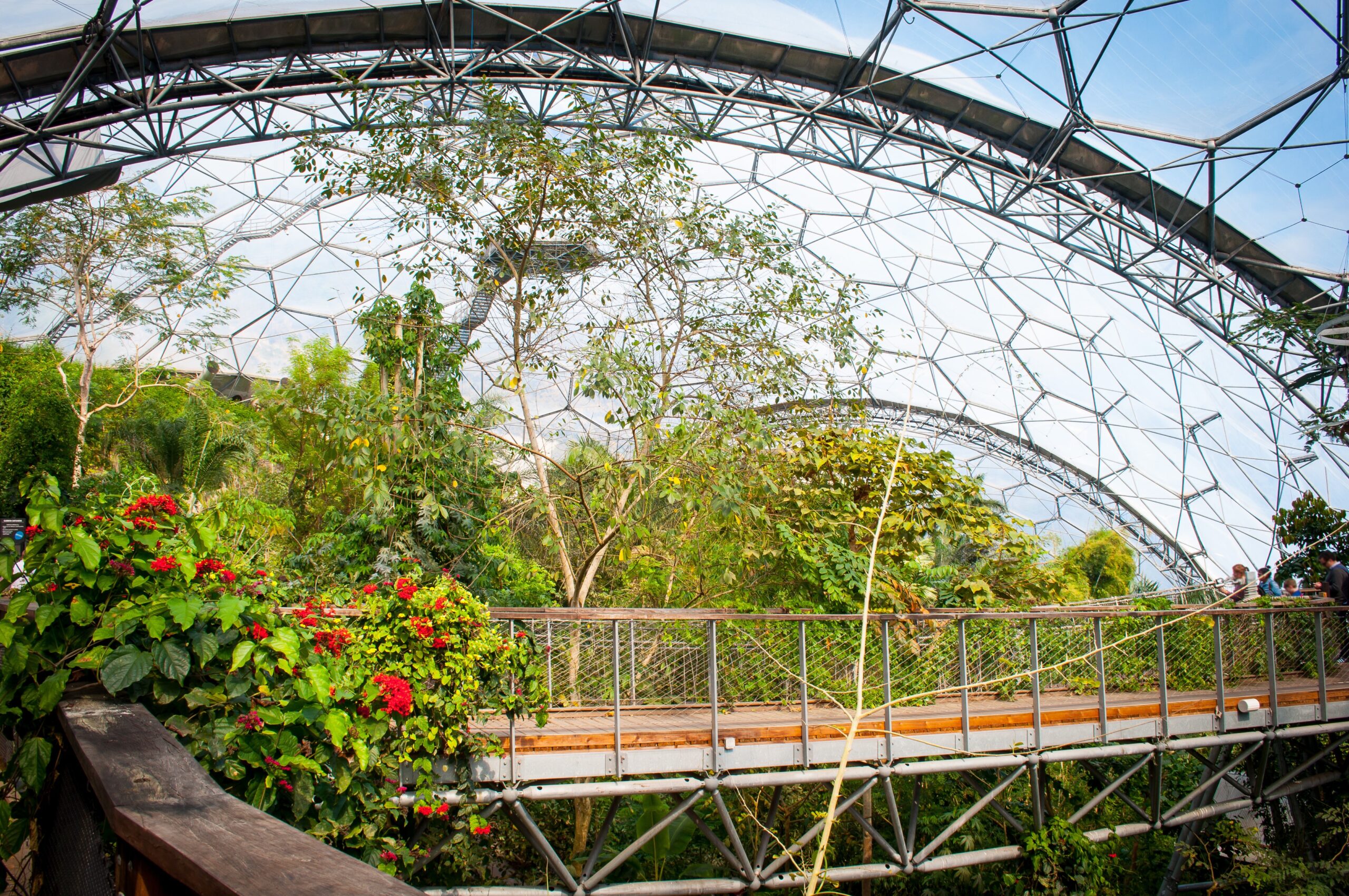 Interior of Eden Project rainforest biome with elevated walkway and tropical plants
